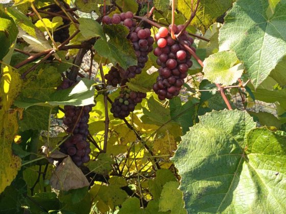 Дача в межах міста Шептицкий