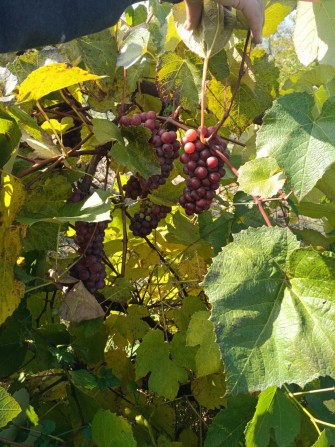 Дача в межах міста - фото 1