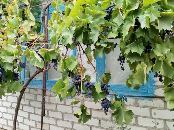 Продам дачу в Бугском Южноукраинск