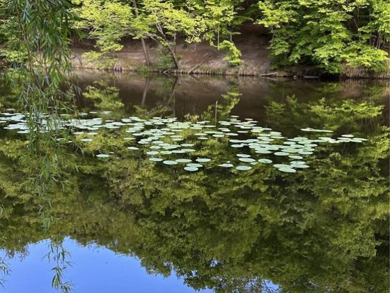 Хутор Ясный продажа дома, Ходосовка, Лесники