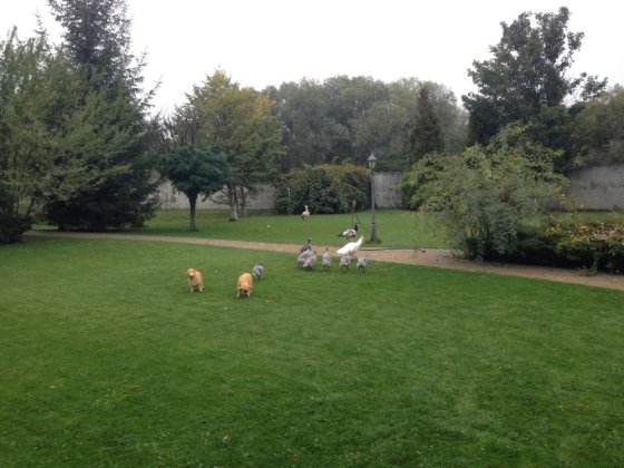 Продам дом в Пуховке, большая усадьба 110 сот Пуховка