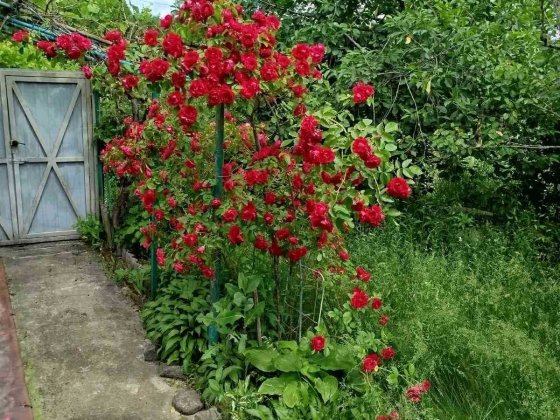 Продаж будинку Старі Петрівці- Оболонь,Виногоадар 15 хв. Старые Петровцы