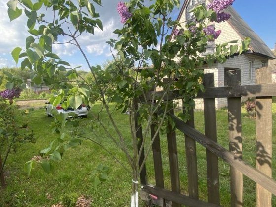 Дача Кролевецький район(траса) Кролевець