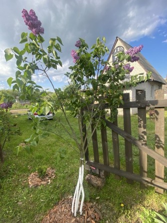 Дача Кролевецький район(траса) - фото 1