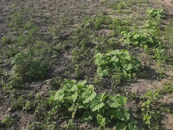 Продам будинок Черкаси Білозір'я №09 Белозерье