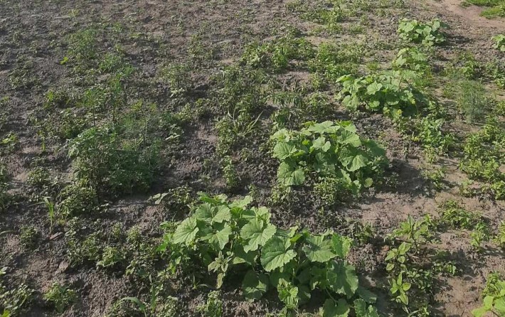 Продам будинок Черкаси Білозір'я №09 - фото 1