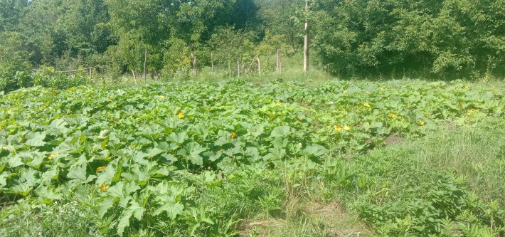 Будинок у селі Самушин - фото 1