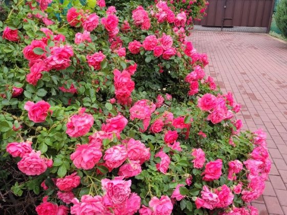 Продаж затишного будинку Канівське