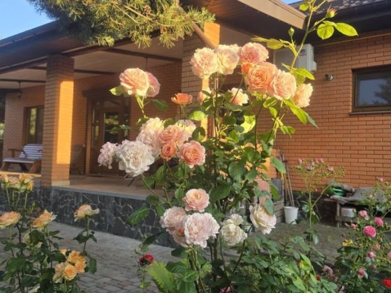 Твій спокій та затишок. Будинок біля лісу. Белая Церковь