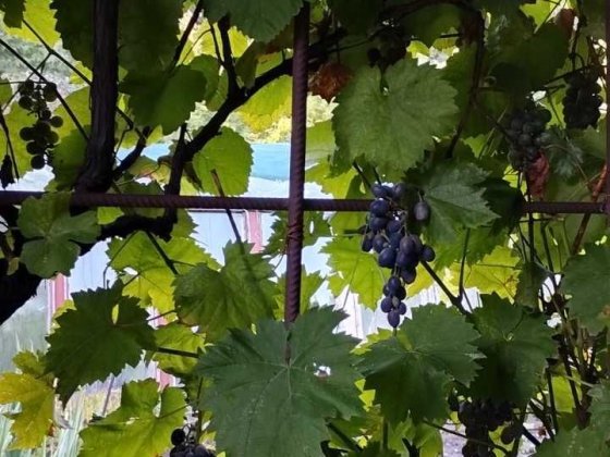 Дача в кооперативі "Родничок " Кременчук