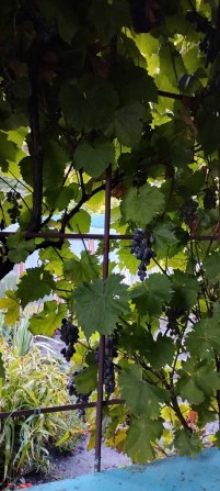 Дача в кооперативі "Родничок " - фото 1