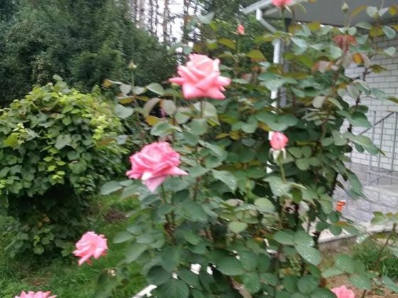 Гарна дача  в межах міста Чернигов