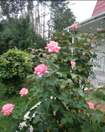 Гарна дача  в межах міста - фото 1