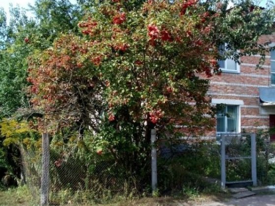 Продам квартиру у м. Батурин. Торг! (В оренду не здається) Батурин