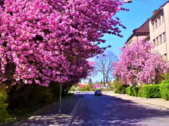 Квартира в історичному центрі. Мала Рафанда. Ужгород