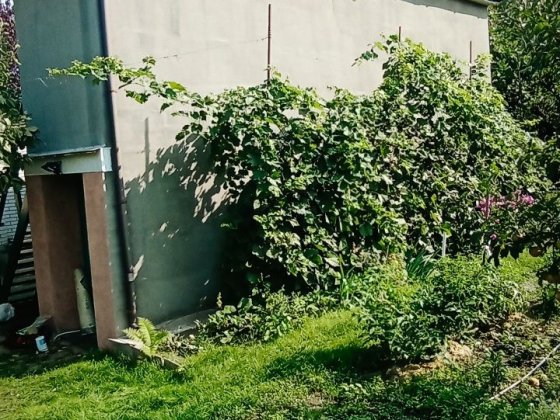 Здам дачний будинок