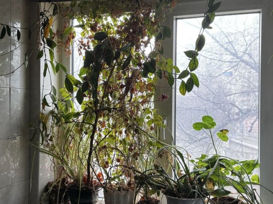 Продам трикімнатну квартиру на Шевченка Житомир