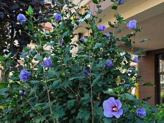 ‼️ Затишна 1к квартира ‼️ ЖК Софія Резиденс є розстрочка Софіївська Борщагівка