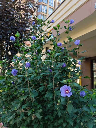 ‼️ Затишна 1к квартира ‼️ ЖК Софія Резиденс є розстрочка - фото 1