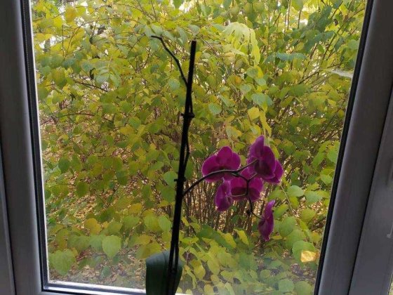 Здам 1к квартиру (Інститутська) Хмельницкий