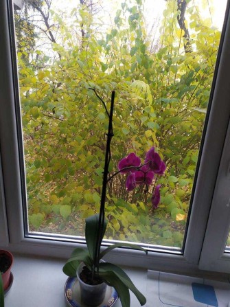 Здам 1к квартиру (Інститутська) - фото 1