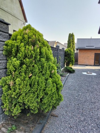 Здам будинок 30 метрів ² - фото 1