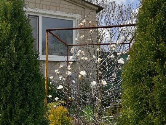 Дім на пагорбі з туями Павлоград