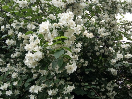 Продам 0,30 га землі і будинок Рованцы