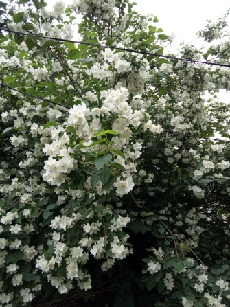 Продам 0,30 га землі і будинок - фото 1