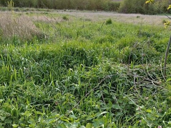 Продам будинок під знос Тараща