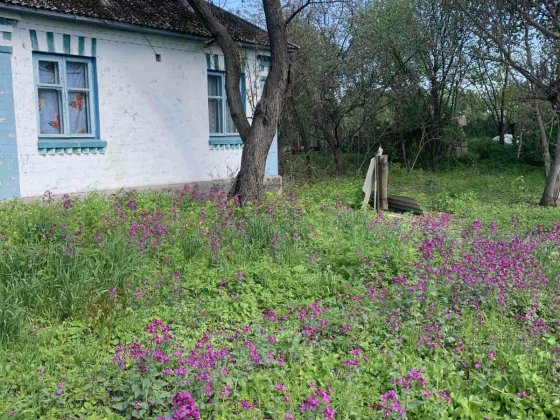 Продам будинок с.Шолойкі Чернігівської області Козелець