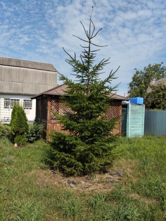 Дача в Чапліївці.Біла Церква. 5 хвилин від жд.станції - фото 1