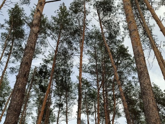 Продам таунхаус біля парку з частковим ремонтом Буча