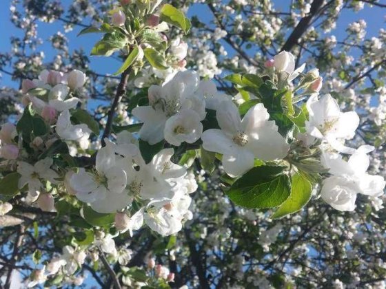 Дача, площадью 5 соток земли, с домом 15 кв. м, в Долгинцевском районе Кривой Рог