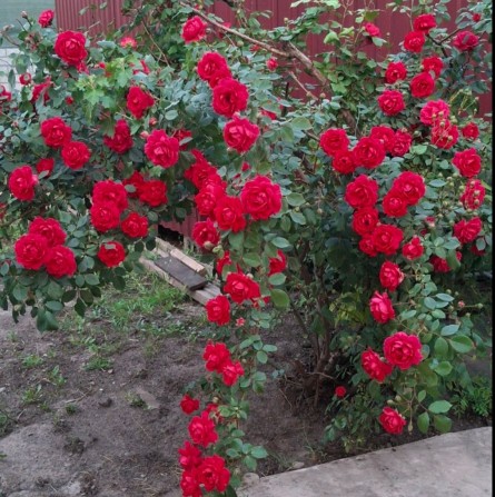 Продам уютный дом в Диевке - фото 1