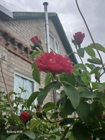 Продам дом Приднепровск - фото 1