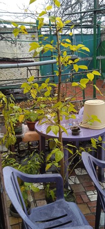 Продам участок с домом - фото 1