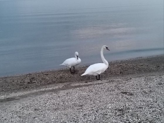 Сдвм двух этажный дом на берегу моря Одеса