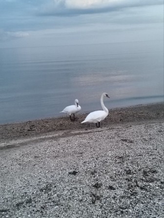 Сдвм двух этажный дом на берегу моря - фото 1