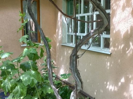 Сдам маленьку кімнату Сумы