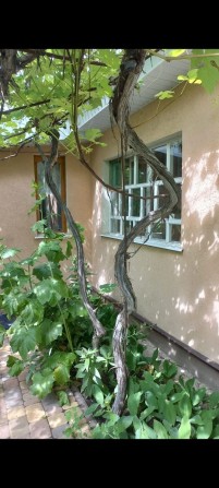 Сдам маленьку кімнату - фото 1