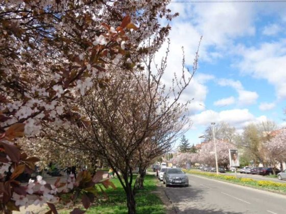 В УжгородІ здам 1к.квартиру напівособнячного типу за 10000грн в тч КП! Ужгород