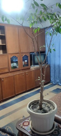 с 30.12 Аренда 1 ком.кв. ул.  Европейская - фото 1