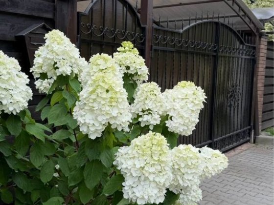 Оренда дуплекс в затишному місці Буча