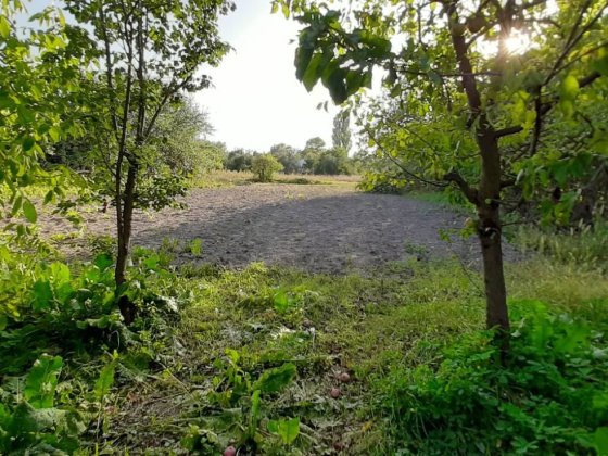 Продам дом дача участок сад огород Ріпки