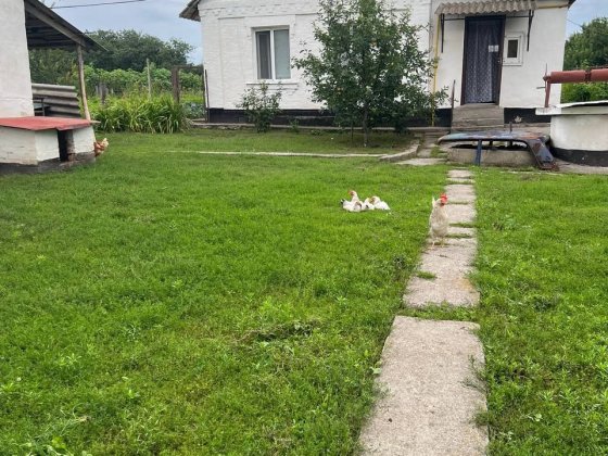 Продам будинок с.Дрозди(15 км від Білої Церкви) Біла Церква