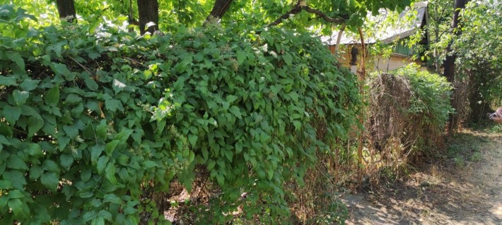 Продам дачу з будиночком - фото 1