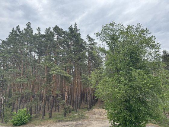 Дуплікс у лісовій Бучі Буча