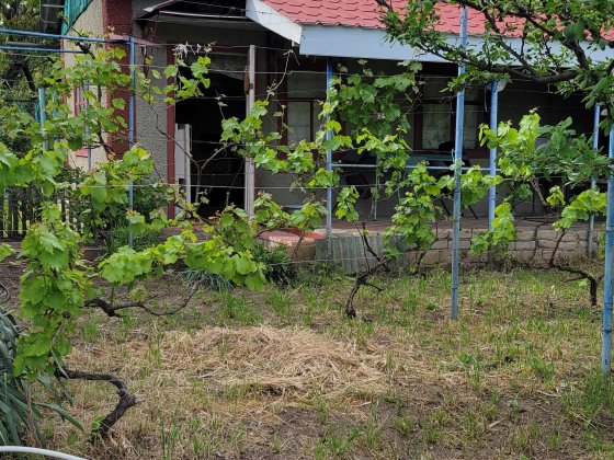 Продаю дачу Варварівка Сади - 2 , СТ " Мічурінець " хороший стан Николаев
