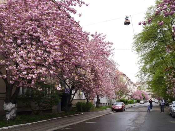 2 кімн з ремонтом в самому центрі Ужгород